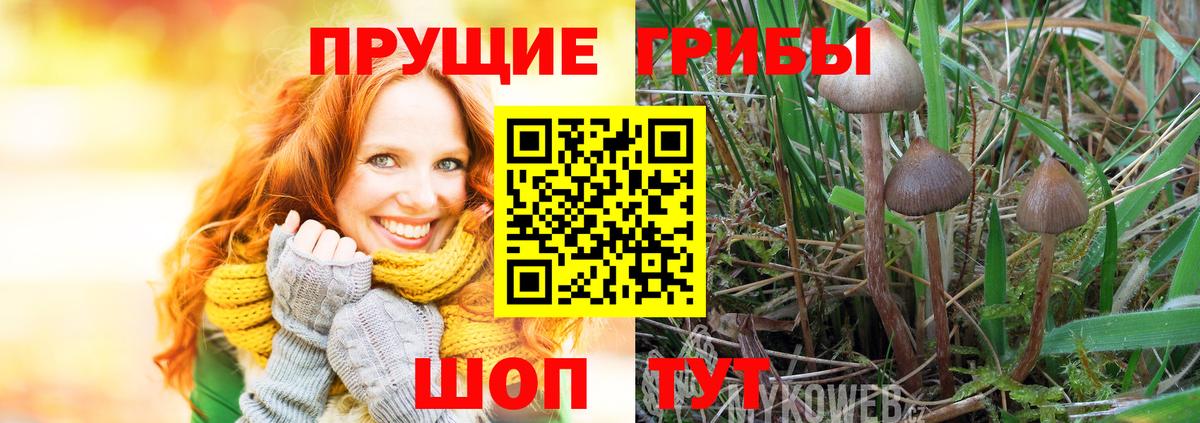 Псилоцибиновые грибы Psilocybe Подольск